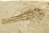 Fossil Pipefish (Hipposyngnathus) Pos/Neg - California #275042-2